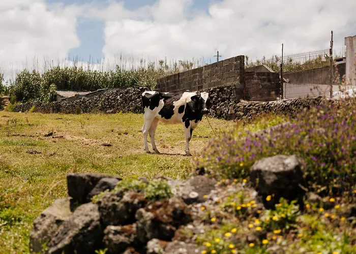 Sundaze Fenais da Luz